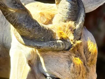 Eland handled by the capture team