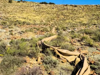Capture curtain set out across the veld