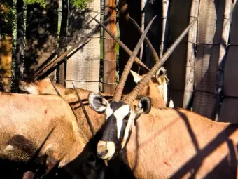 Gemsbok in the capture boma