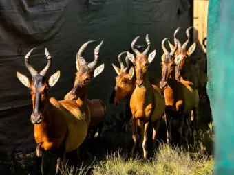 Red hartebeest herd being moved into the boma