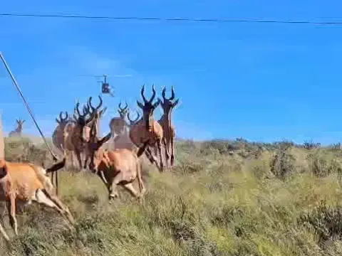 Red hartebeest moving ahead of the capture helicopter